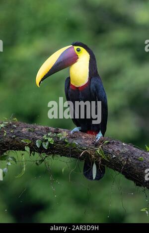 Toucan à gorge jaune - La Laguna del Lagarto Lodge - Boca Tapada, San Carlos, Costa Rica Banque D'Images