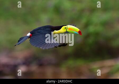 Toucan Facturé À La Quille En Vol - La Laguna Del Lagarto Lodge - Boca Tapada, San Carlos, Costa Rica Banque D'Images