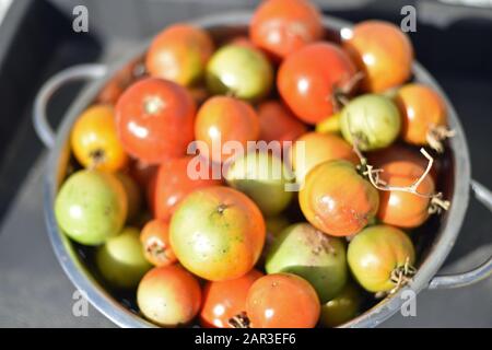 Tomates dans Un Seuil de fenêtre Banque D'Images