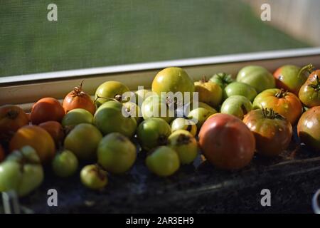 Tomates dans Un Seuil de fenêtre Banque D'Images