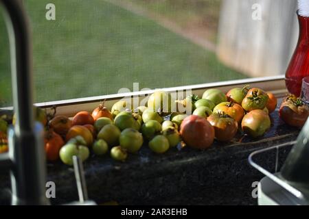 Tomates dans Un Seuil de fenêtre Banque D'Images