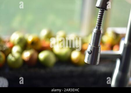 Tomates dans Un Seuil de fenêtre Banque D'Images