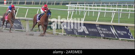 Hallandale, États-Unis D'Amérique. 25 janvier 2020. Hallandale, FLORIDE- 25 JANVIER: Mucho Gusto avec Irad Ortiz remporte la coupe du monde de Pegasus au parc Gulfstream le 25 janvier 2020 à Hallandale, Floride Personnes: Mucho Gusto, Irad Ortiz crédit: Groupe médias tempêtes/Alay Live News Banque D'Images