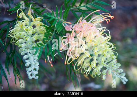 grevillea, originaire d'Australie, probablement la variété Peaches and Cream, à Maroochy Regional Bushland Garden, Sunshine Coast, Queensland Banque D'Images