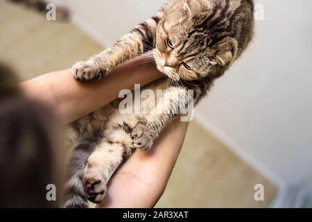 Le propriétaire joue avec un chat magnifique et calme Scottish Fold, il tient l'animal dans les bras et se lève haut, contre l'arrière-plan du plafond et des murs. Banque D'Images