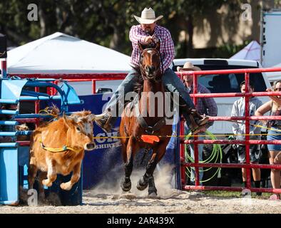 Homestead, Floride, États-Unis. 25 janvier 2020. Kamry Dymmek participe à l'événement Steer Wrestling lors du 71ème rodéo de championnat Homestead au Doc DeMilly Rodeo Arena de Harris Field à Homestead, en Floride. Mario Houben/Csm/Alay Live News Banque D'Images