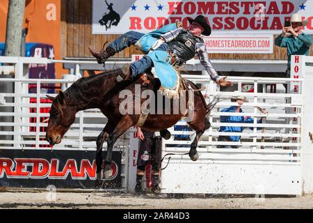 Homestead, Floride, États-Unis. 25 janvier 2020. Weston Hamilton participe à l'événement de Bareback Riding lors du 71ème rodéo de championnat Homestead au Doc DeMilly Rodeo Arena de Harris Field à Homestead, en Floride. Mario Houben/Csm/Alay Live News Banque D'Images