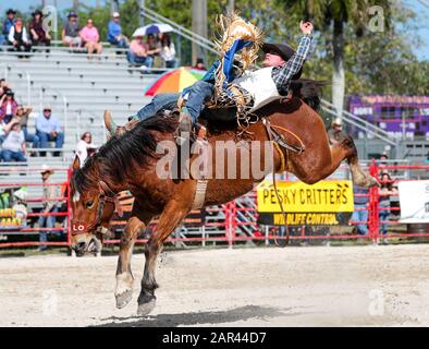 Homestead, Floride, États-Unis. 25 janvier 2020. Jacob Raine participe à l'événement d'équitation Bareback lors du 71ème rodéo de championnat Homestead au Doc DeMilly Rodeo Arena de Harris Field à Homestead, en Floride. Mario Houben/Csm/Alay Live News Banque D'Images