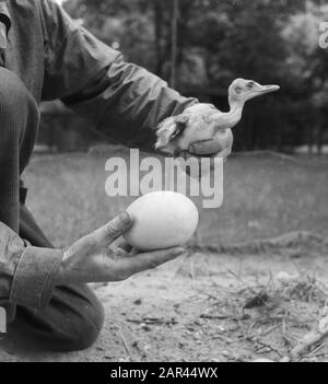 Autruche (papa) avec jeune autruche et oeuf Date : 14 juillet 1951 mots clés : oeufs Nom personnel : OISEAUX autruches Banque D'Images