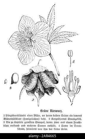Hellebore vert, Helleborus viridis, anonym (livre botanique, 1880) Banque D'Images