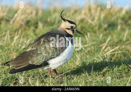 Une maxifcent Lapwing, Vanellus vanellus, se nourrissant dans un champ au bord de l'eau. Banque D'Images