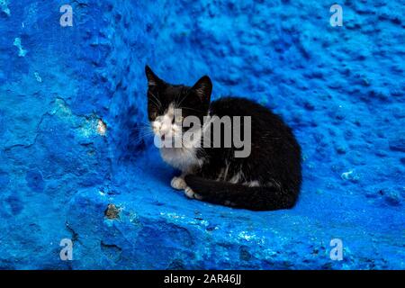 Joli petit chaton assis sur un mur bleu dans la médina marocaine Banque D'Images