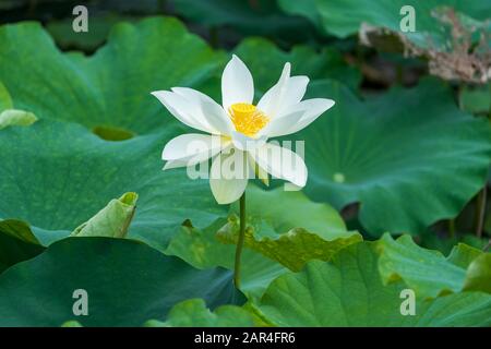 Fleur de Lotus dans l'étang blanc Banque D'Images