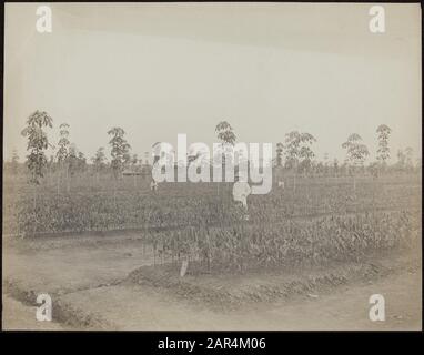 Plantation de caoutchouc Balang Seragam in Deli un superviseur parmi la jeune plantation d'arbres en caoutchouc sur la plantation Balang Seragam à Deli (Sumatra est) Date : 1880 lieu : Deli, Indonésie, néerlandais-Inde, Sumatra mots clés : plantations, caoutchouc Banque D'Images