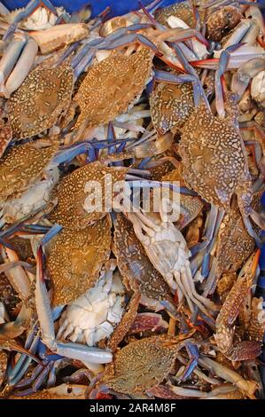 Fruits de mer à vendre sur le marché Banque D'Images