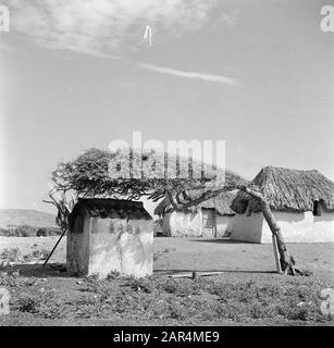 Voyage au Suriname et aux Antilles néerlandaises un arbre watapana, un four à pain et deux cottages cunucu à Curaçao Date: 1947 lieu: Curaçao mots clés: Arbres, fours, maisons Banque D'Images