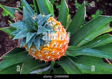 Gros plan de fruits d'ananas qui poussent à la ferme Banque D'Images