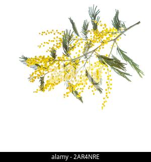 Branche de fleurs de Mimosa isolée sur fond blanc. Banque D'Images