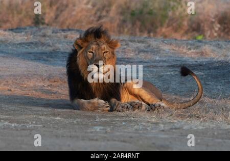 Le Lion asiatique masculin repose dans sasan RIF, Gujarat, Inde Banque D'Images