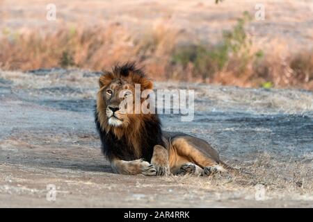 Le Lion asiatique masculin repose dans sasan RIF, Gujarat, Inde Banque D'Images