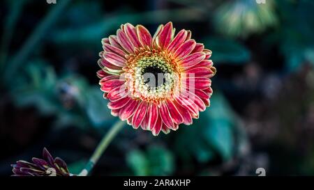 Fleur colorée de la plante africaine de daisies. Il est également appelé Osteospermum 'Zion cuivre Amethyst Banque D'Images