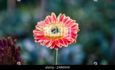 Fleur colorée de la plante africaine de daisies. Il est également appelé Osteospermum 'Zion cuivre Amethyst Banque D'Images