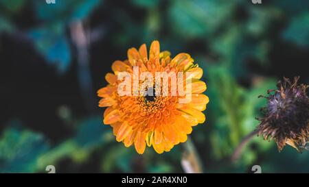 Fleur colorée de la plante africaine de daisies. Il est également appelé Osteospermum 'Zion cuivre Amethyst Banque D'Images