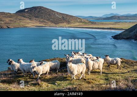 C'est un troupeau de moutons sur le bord d'une falaise surplombant la plage de Tá na Rossan à Donegal en Irlande. Cela fait partie de la Wild Atlantic Way. Banque D'Images