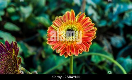 Fleur colorée de la plante africaine de daisies. Il est également appelé Osteospermum 'Zion cuivre Amethyst Banque D'Images