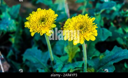 Fleur colorée de la plante africaine de daisies. Il est également appelé Osteospermum 'Zion cuivre Amethyst Banque D'Images