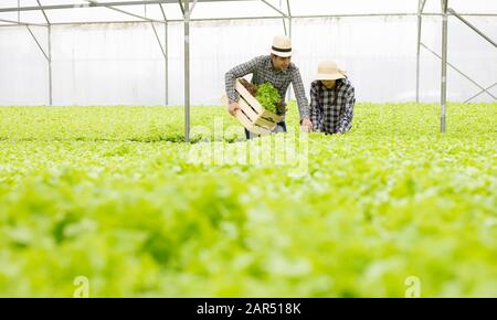 Les jardiniers mâles et femelles collectent des légumes biologiques récoltés à partir de la ferme végétale hydroponique, placés dans un panier en bois avec lequel il porte Banque D'Images