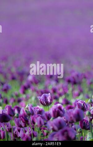 Une fleur de pavot violette se trouvant dans un champ rempli de milliers de coquelicots violets, dans une ferme de Northumberland, en Angleterre. Banque D'Images