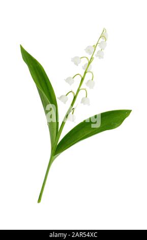 Lily de la vallée des fleurs isolées sur blanc Banque D'Images