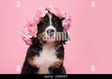 Portrait d'un chiot bernois portant un diadem de fleur rose sur un fond rose Banque D'Images