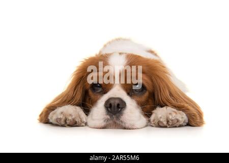 Adorable chien Cavalier King Charles Spaniel allongé sur le sol en regardant la caméra isolée sur un fond blanc Banque D'Images