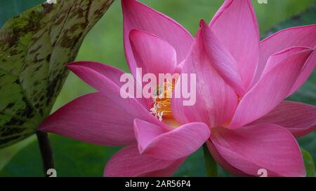 Abeille qui recueille le nectar sur la fleur de Lotus en pleine floraison Banque D'Images