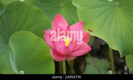 Abeille qui recueille le nectar sur la fleur de Lotus en pleine floraison Banque D'Images