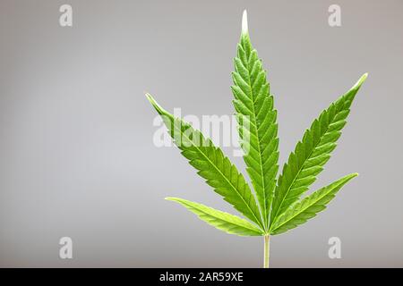Découpe d'une feuille de cannabis Banque D'Images