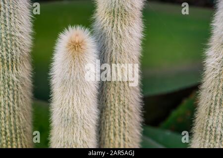 Gros plan des tiges d'un vieil homme cactus, cactus blanc barbu, espèce végétale en voie de disparition du mexique Banque D'Images