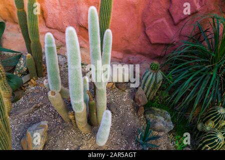 Cactus de l'homme âgé dans un jardin tropical, cactus gris barbu, espèce végétale en voie de disparition du mexique Banque D'Images