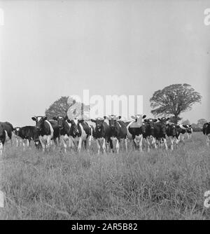 En 1938, la Hollande avait environ 1,5 million de vaches laitières, produisant en moyenne 1000 gallons de lait par p.a., avec une teneur en matières grasses de 3,56. De nombreuses vaches et taureaux champions ont été exportés pour établir de nouveaux troupeaux dans plusieurs pays. Les deux plus anciens troupeaux établis en Angleterre sont le Terling et le troupeau de Lavenham, qui compte plus de 1500 têtes dans les fermes de Lord Rauleigh dans l'Essex. Ces troupeaux - testés et testés à la tuberculine - ont contenu de nombreux champions, gagnant des premiers prix dans les salons laitiers déjà dans le pays. Veaux, Principalement Par Lavenham Janrol Date : Juin 1943 Lieu : Essex, Grande-Bretagne Mots Clés : Banque D'Images