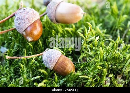 L'automne s'acorns sur la mousse verte. Contexte avec des ornes d'automne. Gros plan. Banque D'Images