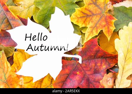 Étiquette avec les mots Bonjour automne sur une feuille blanche et des feuilles colorées d'automne. Contexte avec feuilles d'automne. Copier l'espace pour l'inscription. Feuilles d'automne. Banque D'Images