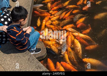 Jeune garçon nourrissant Koi carp dans un étang à Yuyuan Garden, Shanghai Banque D'Images