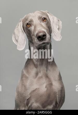 Portrait d'un fier chien weimaraner sur un fond gris Banque D'Images