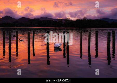 Un cygne sur Derwent Water avec un incroyable coucher de soleil se reflétant sur l'eau du lac. Banque D'Images