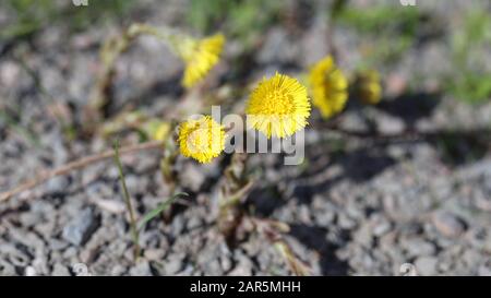 Les fleurs de Coltsfoot (tussilago farfara) photographiées dans le sud de la Finlande au début du printemps. Fleurs mignonnes et petites jaunes avec un sol marron / vert. Banque D'Images