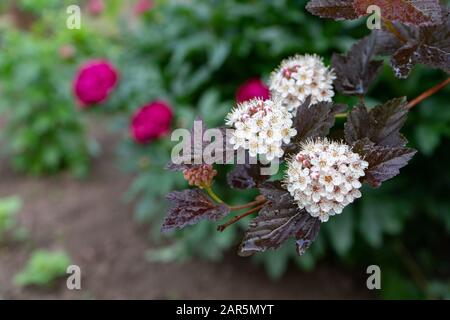 Vue rapprochée des fleurs de l'écorce de ninePhysocarpus opulifolius . Mise au point sélective, faible profondeur de champ. Banque D'Images