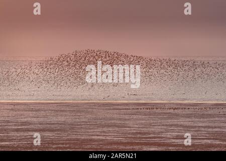 Les oiseaux à gué murmuration à travers Le Wash dans les heures d'or et de bleu de la journée, Norfolk Banque D'Images