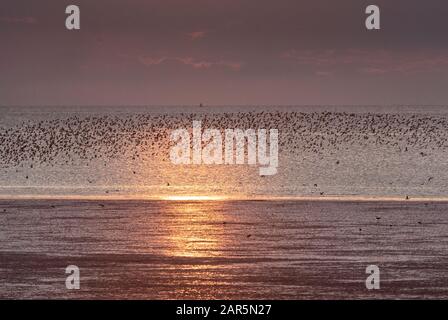 Les oiseaux à gué murmuration à travers Le Wash dans les heures d'or et de bleu de la journée, Norfolk Banque D'Images